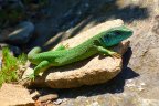 Smaragdeidechse